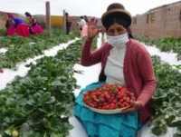 La Economía Social y Solidaria como medio de dignificación del trabajo de las mujeres: el caso de la producción de fresas orgánicas de altura en Perú
